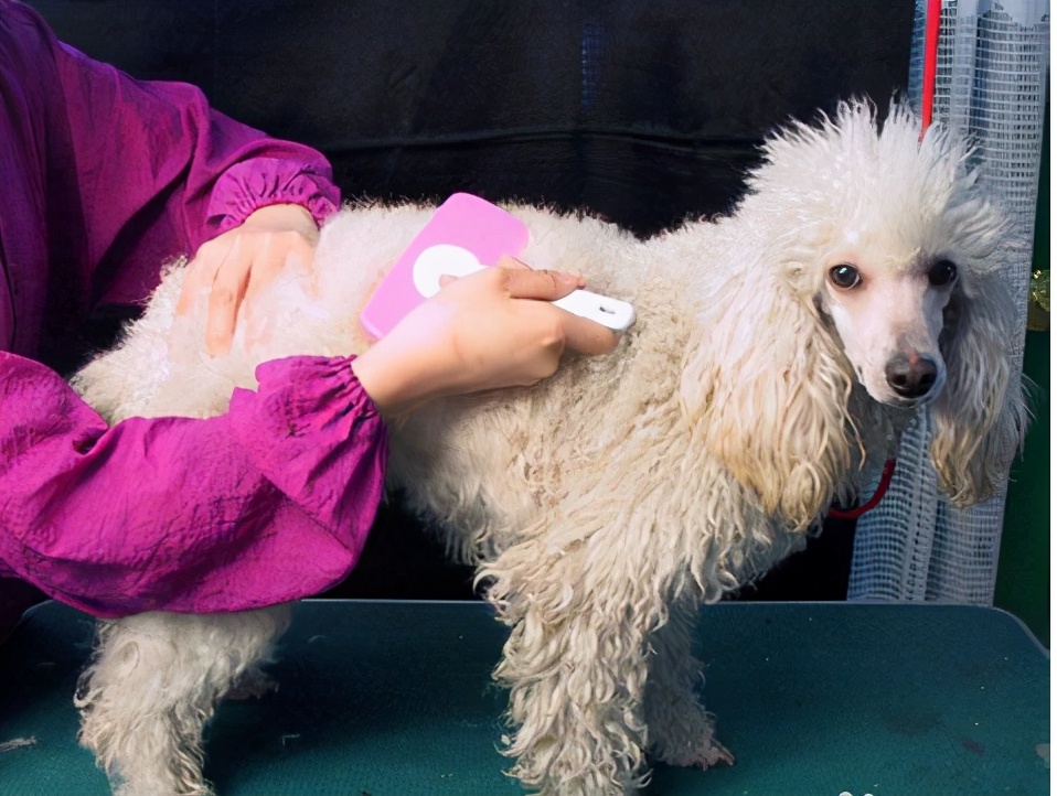 贵宾犬性格,贵宾犬咬人吗性格温和吗