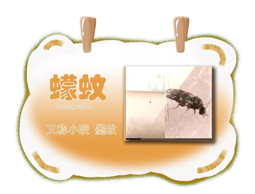 同样是被咬，为啥你的包又痒又大？