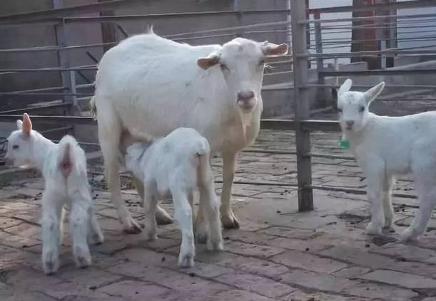 母羊奶水不够小羊羔补充纯奶,母羊奶水特别粘稠怎么处理