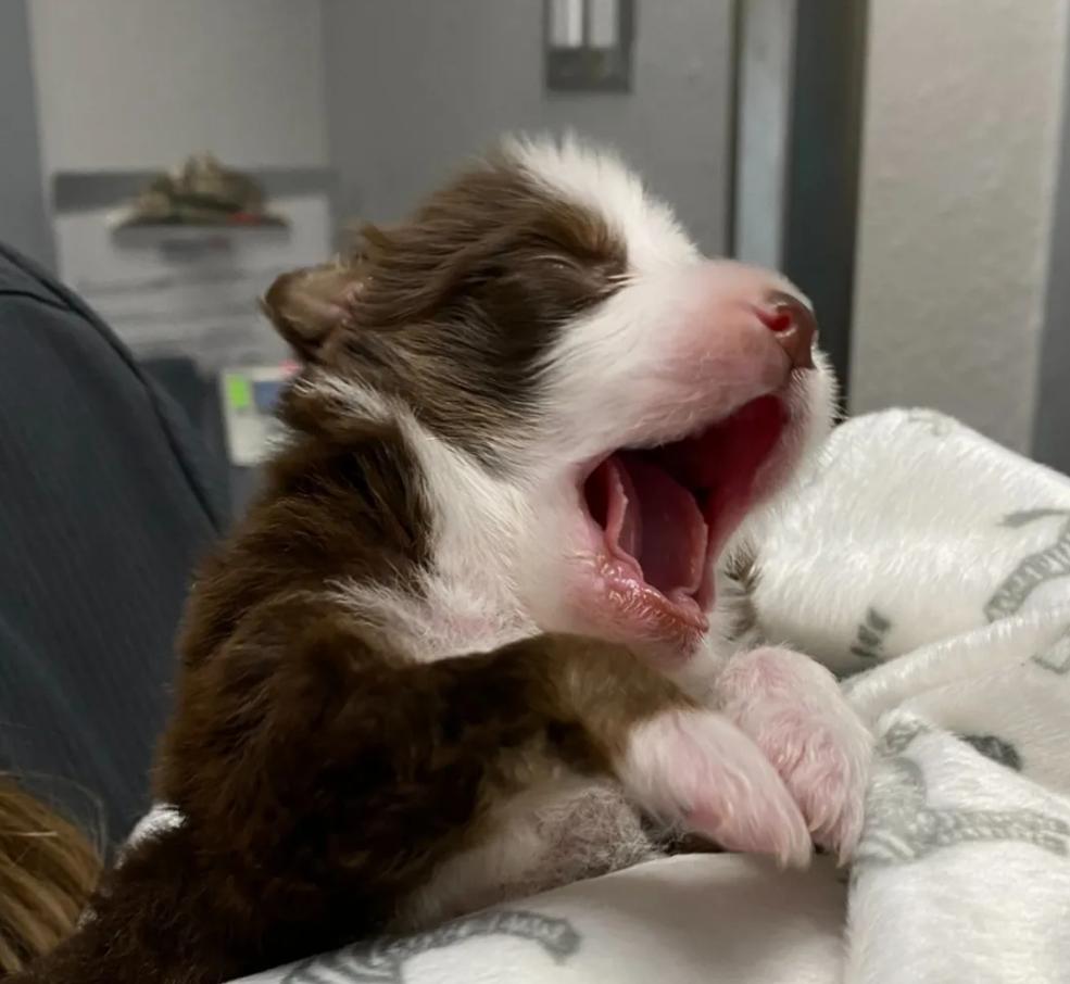 刚出生的小狗有只手畸形,小狗一出生就有六条腿两个尾巴