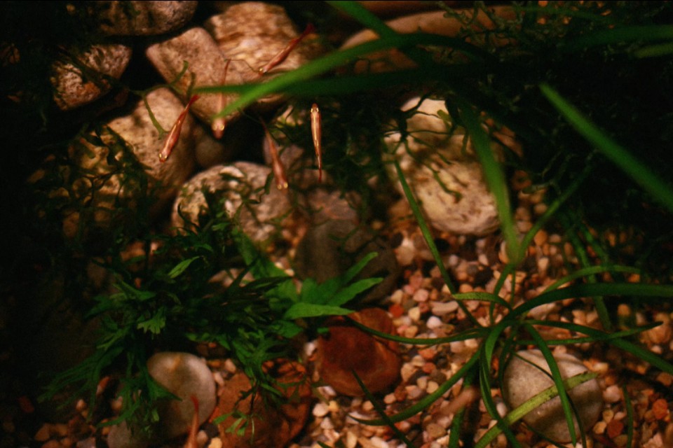 水族箱古法养鱼 (水族箱养鱼实拍分享)