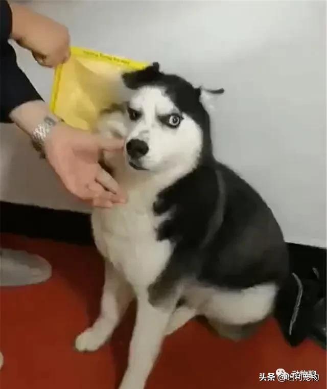 哈士奇太调皮被主人放狗咬,当哈士奇粘到了黏鼠板