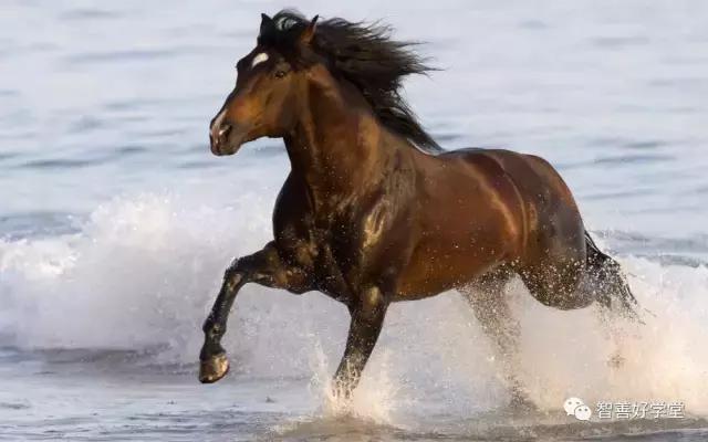 关于马的基本知识和方法,你知道吗关于马的一些小知识