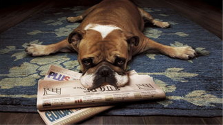 狗狗配种的4个正确方法，不错过最佳时间