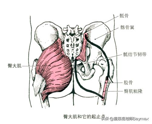 老外练臀臀部两侧凹陷怎么练圆润,想要臀部翘练哪几块肌肉