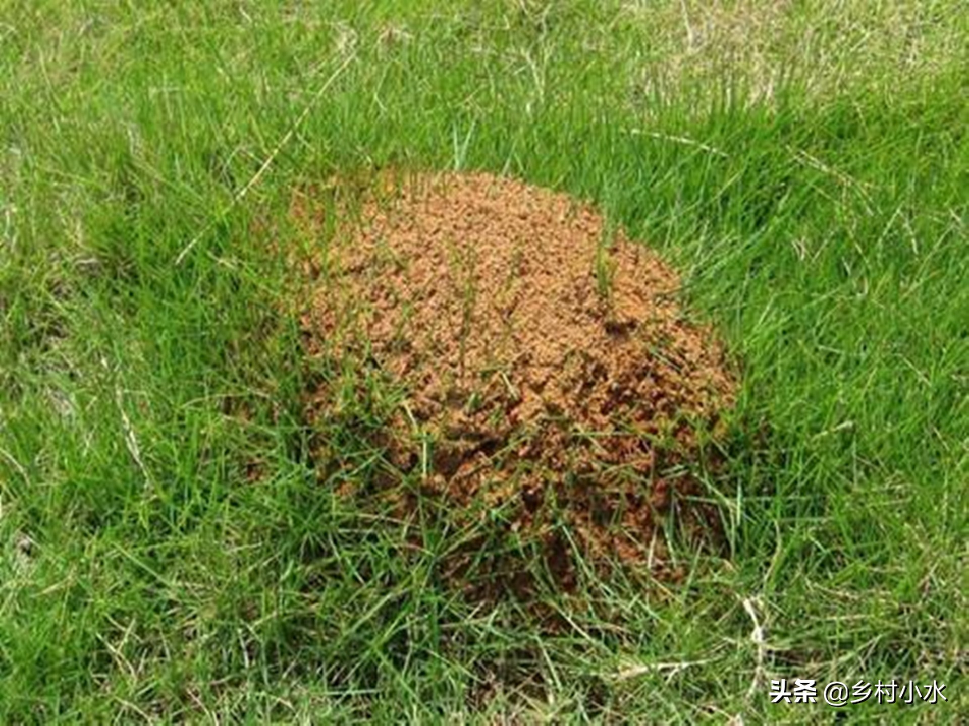 红火蚁的危险物种,红火蚁泛滥成灾的危害