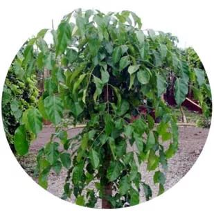 全部金木水火土五行五系植物介绍,五种植物代表五行