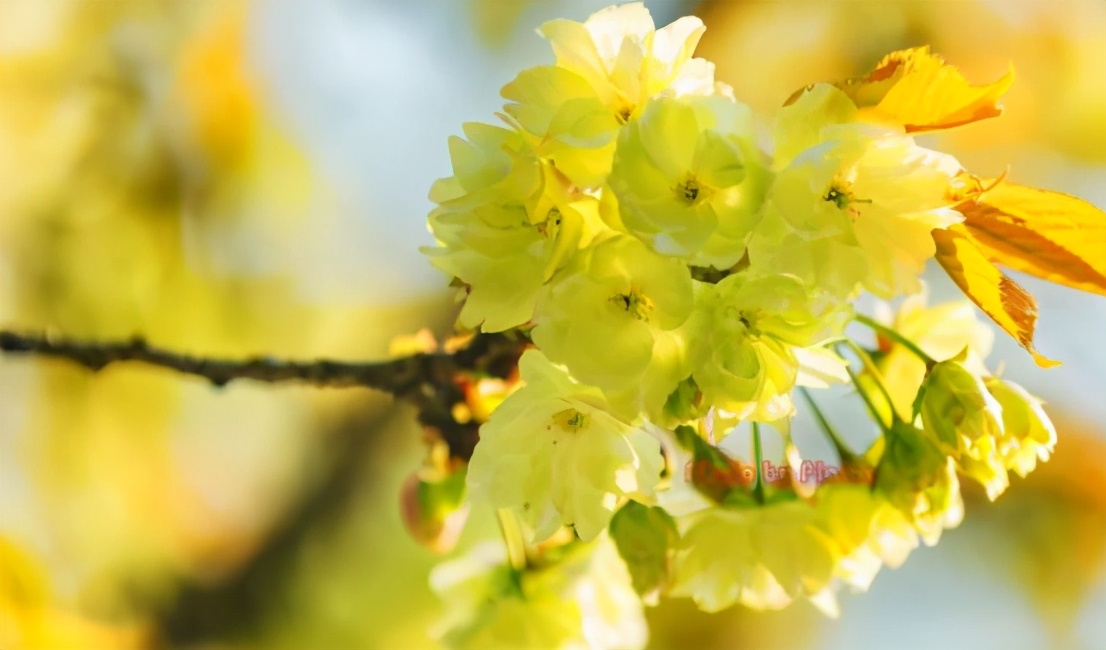 还记得13年前的樱花吗,以前的樱花对比现在的樱花