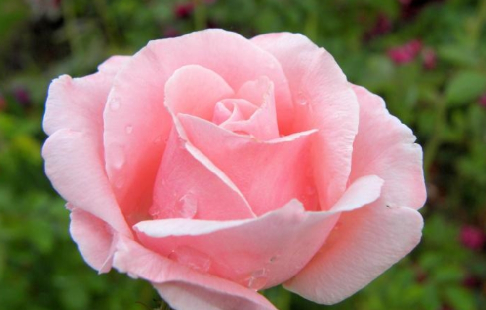 花中皇后月季花视频,小玫瑰月季怎么养护和管理