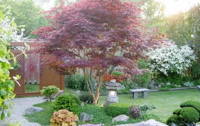 庭院设计用什么植物,庭院植物设计搭配详解