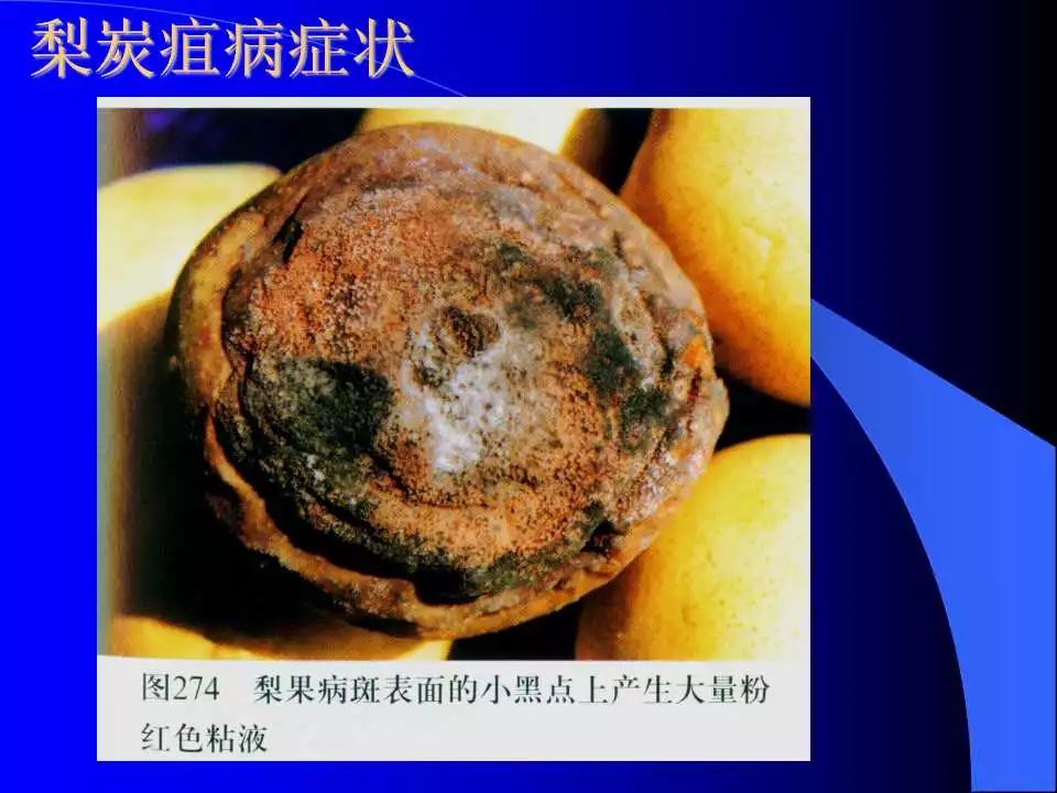 如何识别植物炭疽病和叶斑病,植物炭疽病的介绍