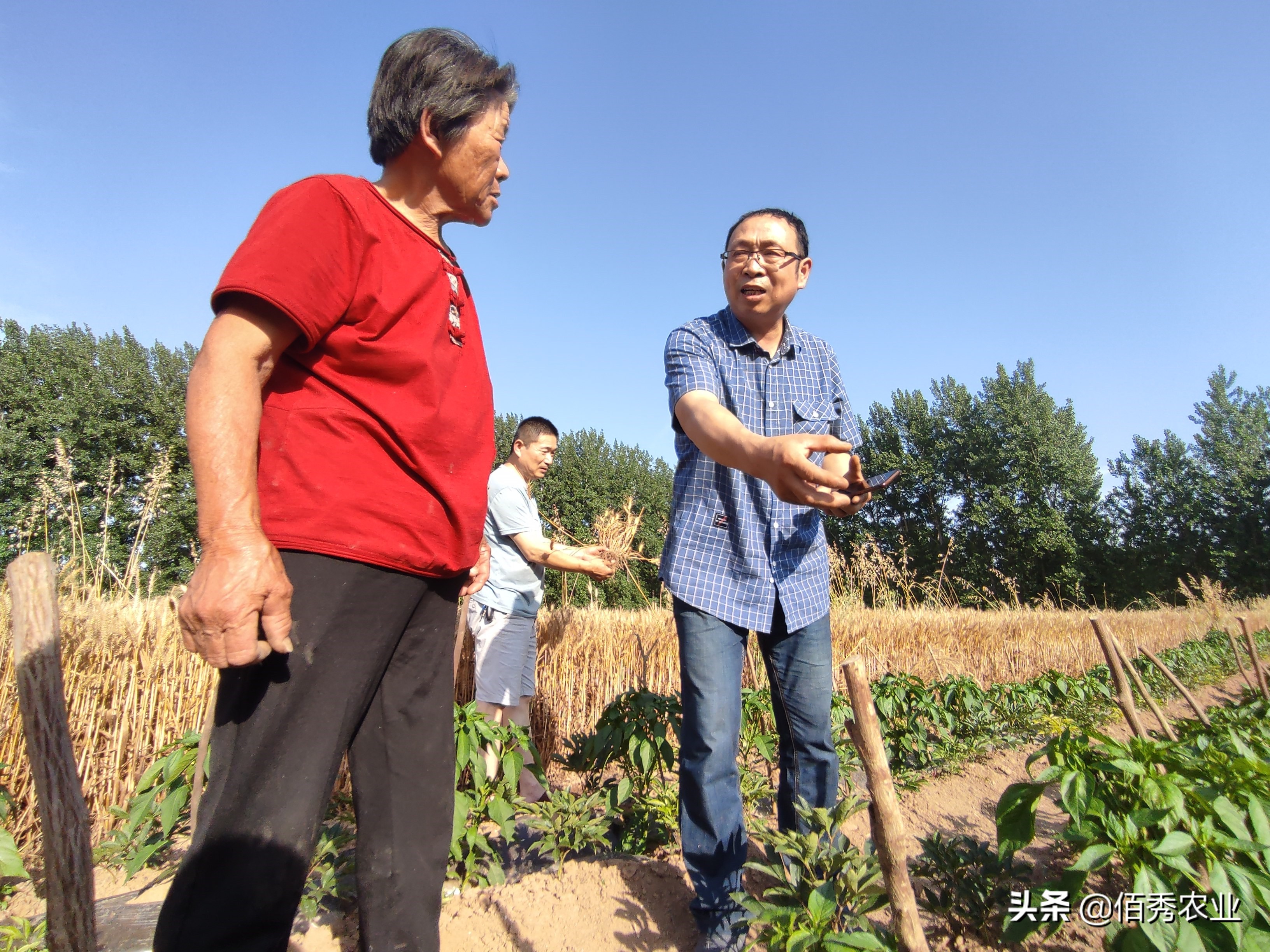 农户用药产生药害如何处理,辣椒幼苗受施田普药害后怎么治