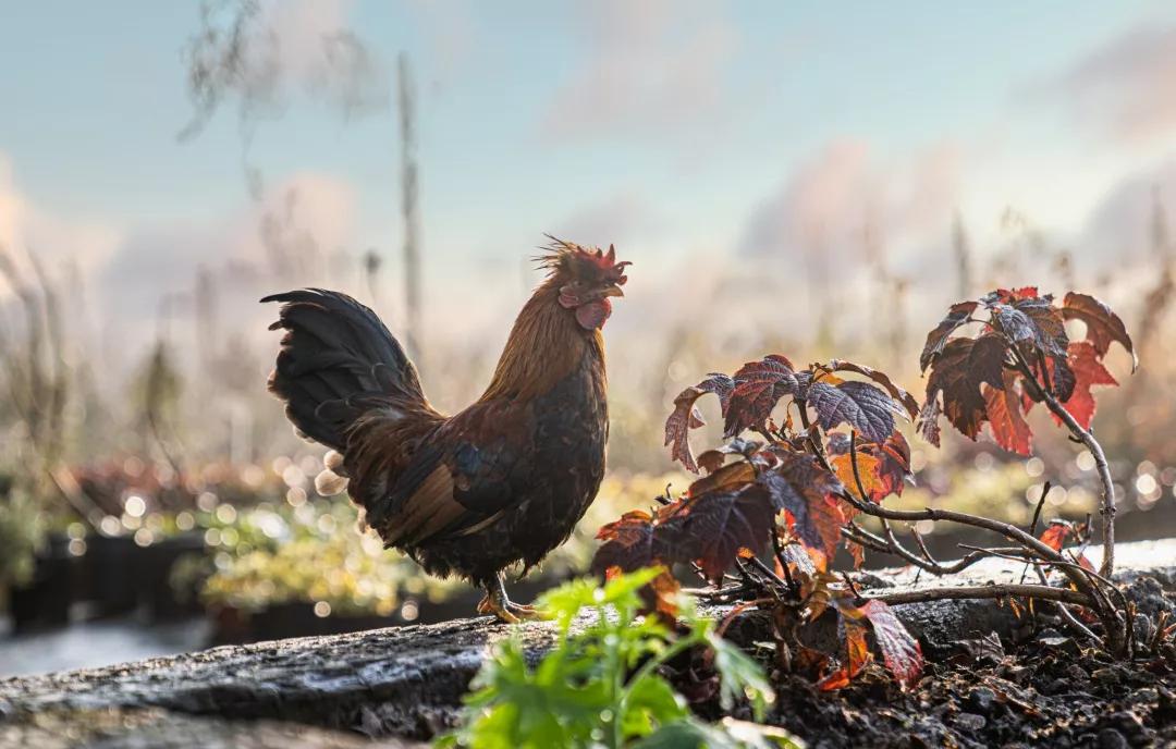 建一座完全不打药的生态花园，所有生命在这里和谐共处，值得收藏