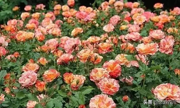 婕缁块亾鏃呮父鏅偣,鎴愰兘鏋楃洏缁块亾鏃呮父鏀荤暐