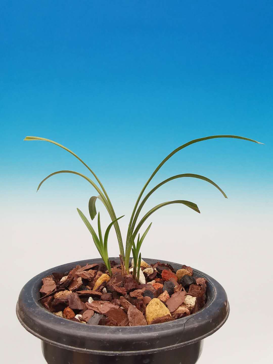 2018年5月份中国兰花交易价格如何,2023年兰花市场价格