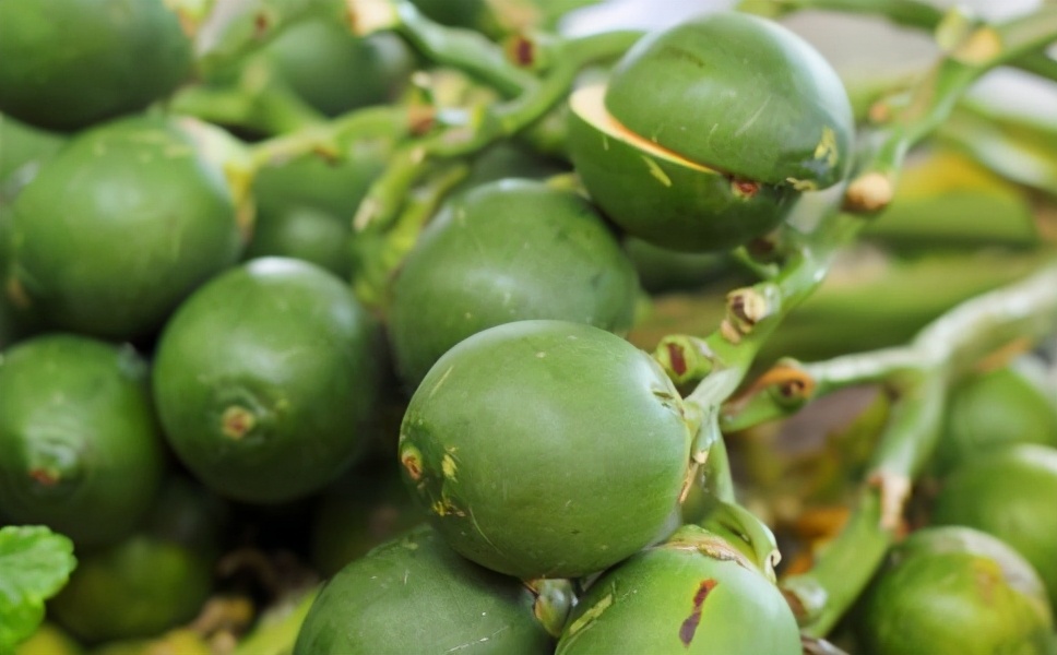 槟榔有什么作用好吃吗,槟榔都有什么作用