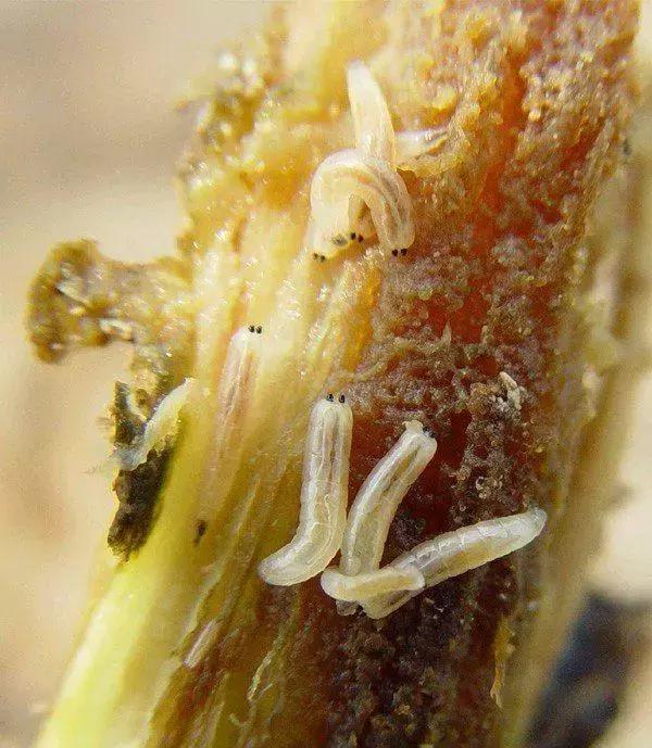 蔬菜害虫分类及图片大全,蔬菜害虫的防治方法有哪些