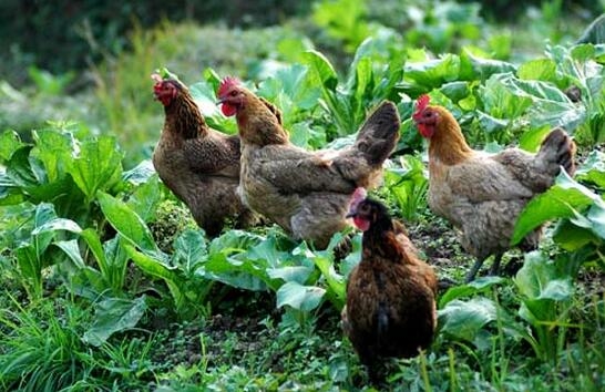 家禽养殖:外行人告诉你鸡白痢的防治不是想象的那么简单