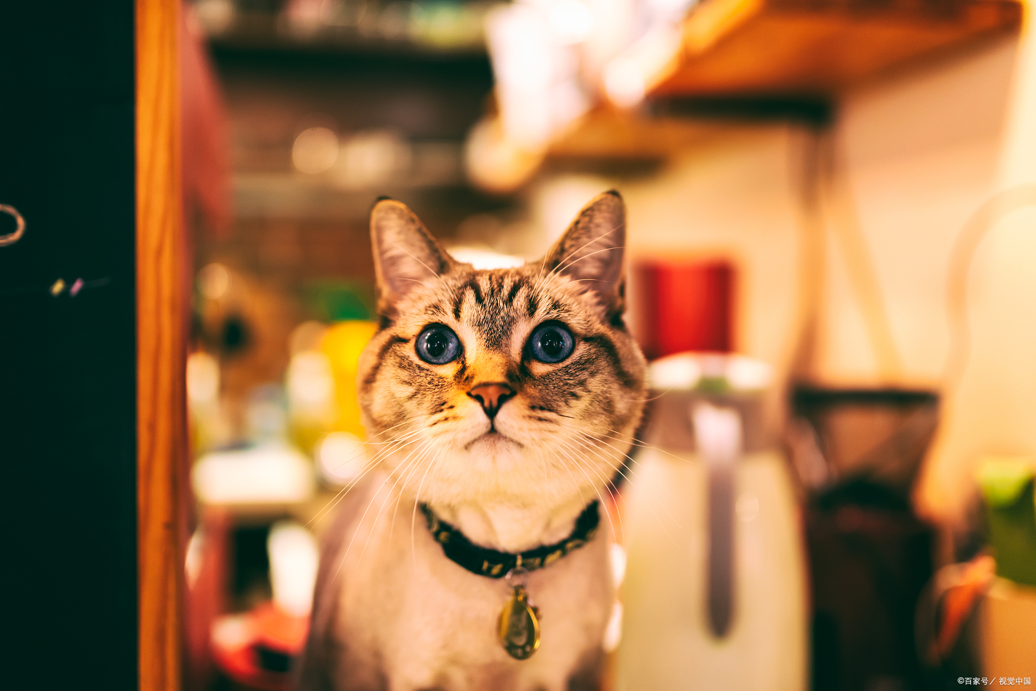 猫咪生病一般需要花费多少钱,当猫生病花费很多钱时