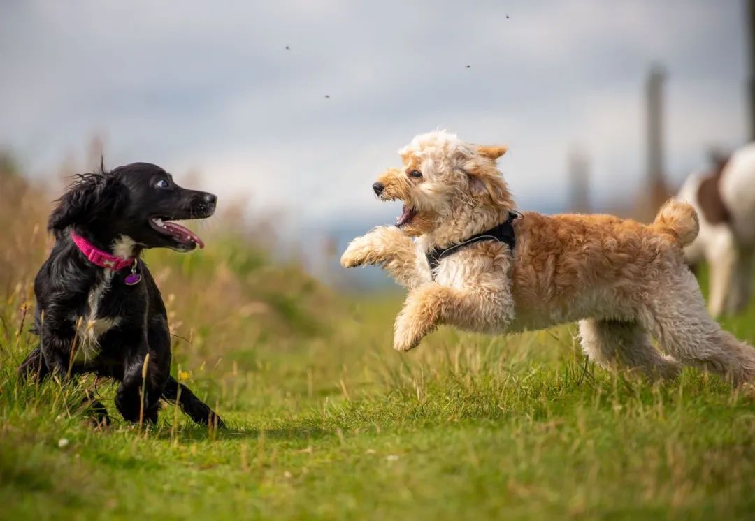 遛狗拉不住怎么办？遛狗时如何避免狗遛人和撒手没？