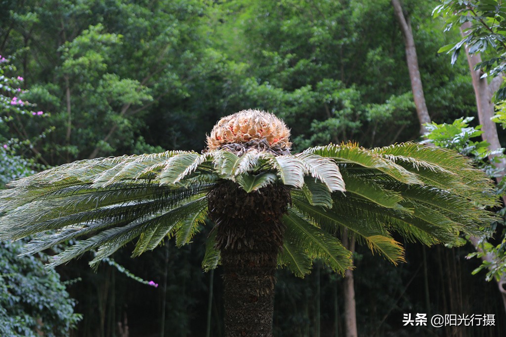 云南腾冲热海温泉,云南腾冲热海温泉井