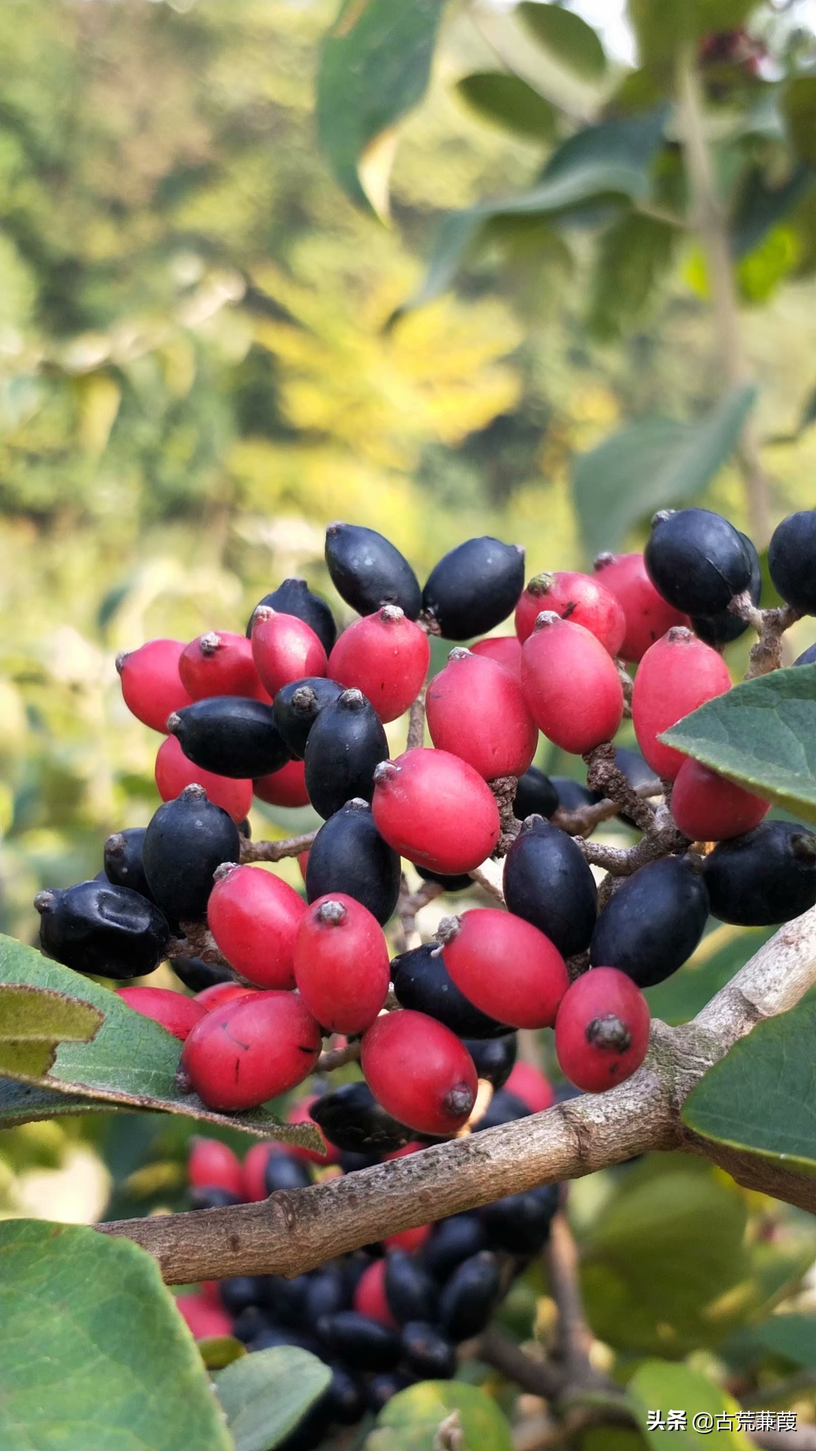 息事宁心远嘈杂,凝思冥想愿清雅