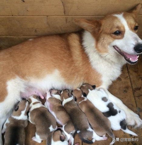 柯基掉毛高峰期,柯基掉毛厉害到什么程度