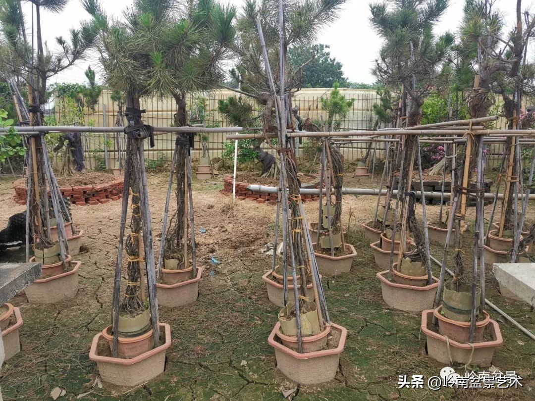 绿色金融业务发展好的银行,绿色银行的前景