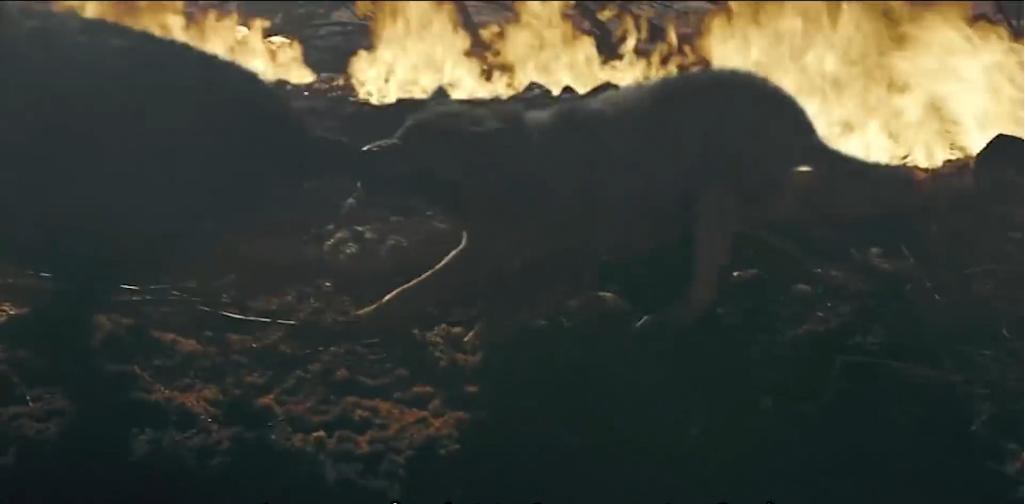 75岁老头被狼群追杀徒手大战狼群,放羊老汉遭遇狼群