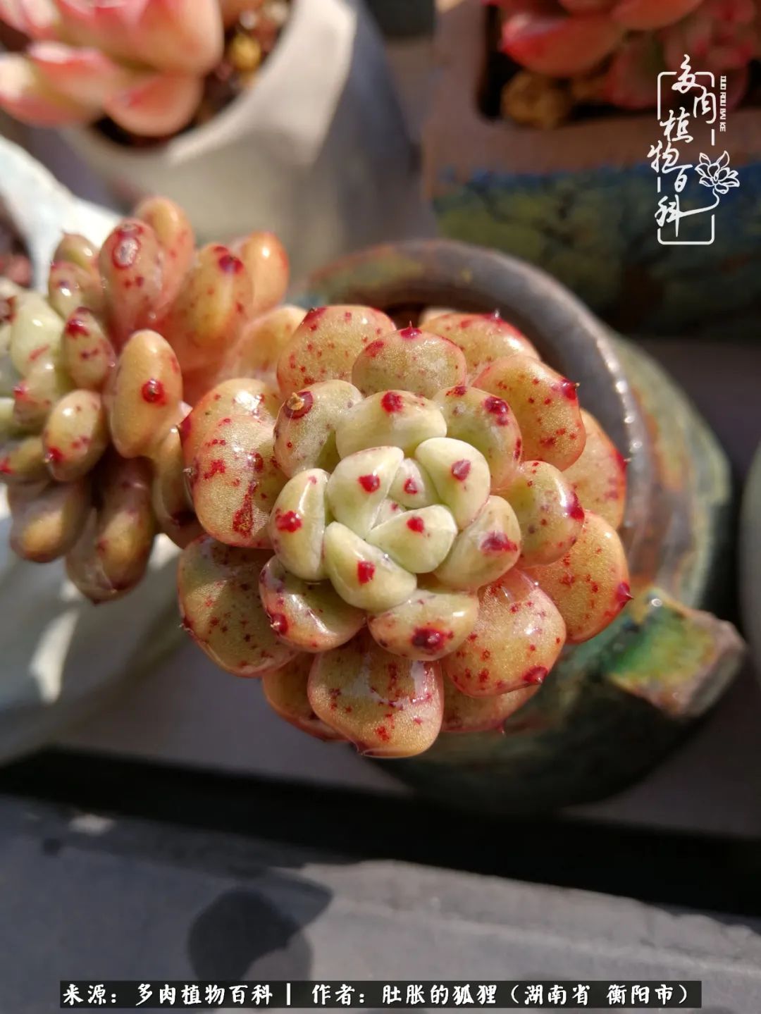 多肉用大盆养好还是用小盆养,多肉用石子养好还是用土养好