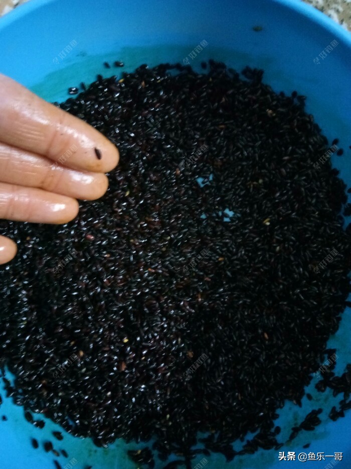 冬季黑米窝料野钓专用,钓鱼黑米打窝