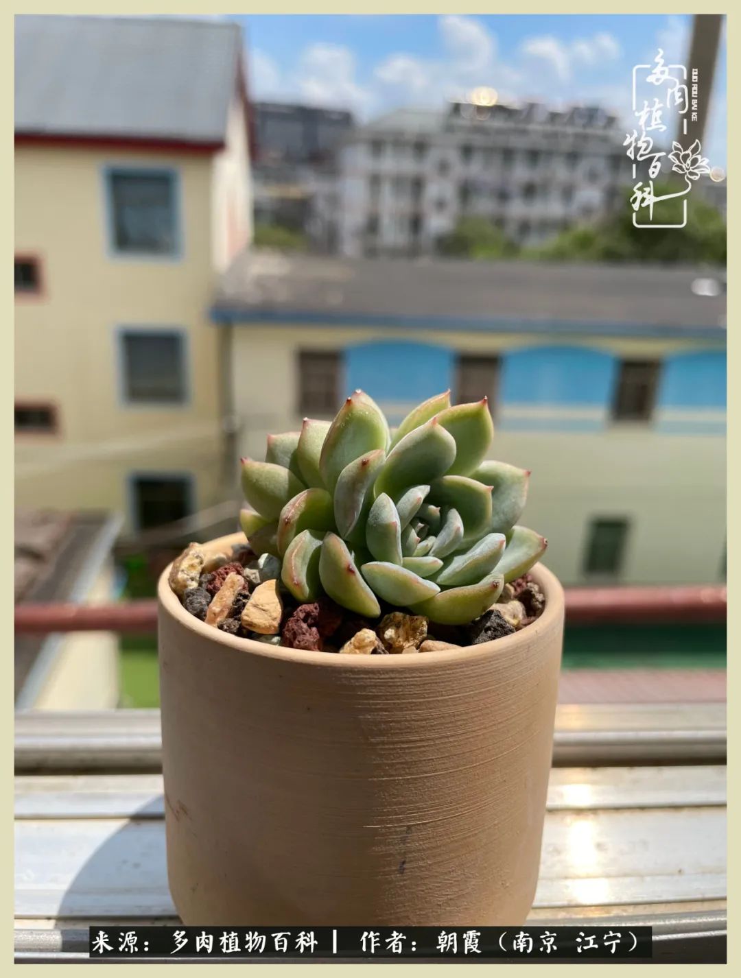 多肉最美的飘枝品种,多肉最美老桩