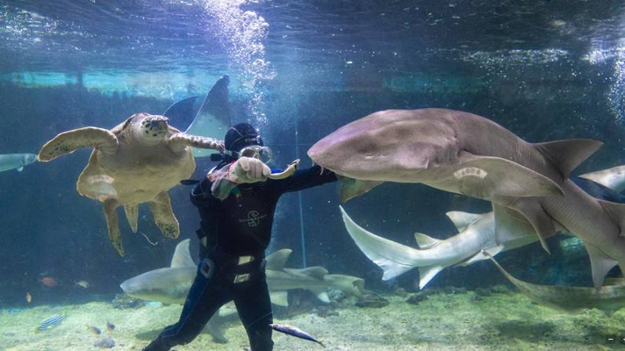 深圳小梅沙海洋世界团购票多少钱,小梅沙海洋世界团购深圳