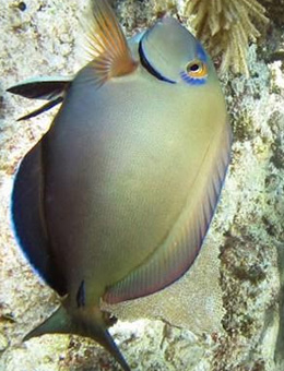 十大最好看的观赏鱼图片大全,十种最漂亮的观赏鱼图片