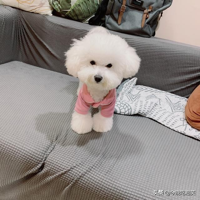 狗狗身上难闻气味大,狗狗身上狗腥味很重是为什么