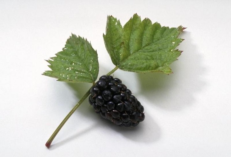 斑鸠与桑葚｜读了来稿