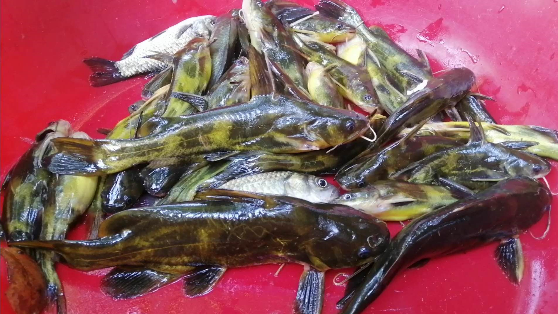 农村老爸用蚯蚓钓了一堆黄颡鱼，看他如何快速去除昂刺鱼土腥味？