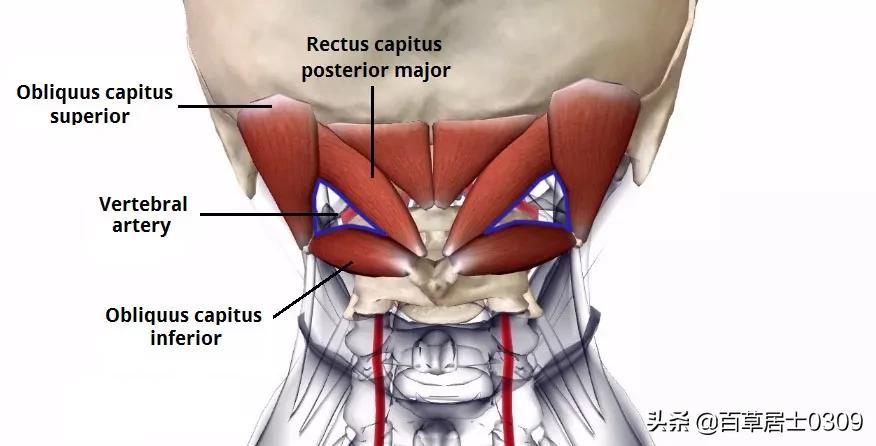 经常头沉重肌肉紧绷,经常头痛头紧绷是什么原因