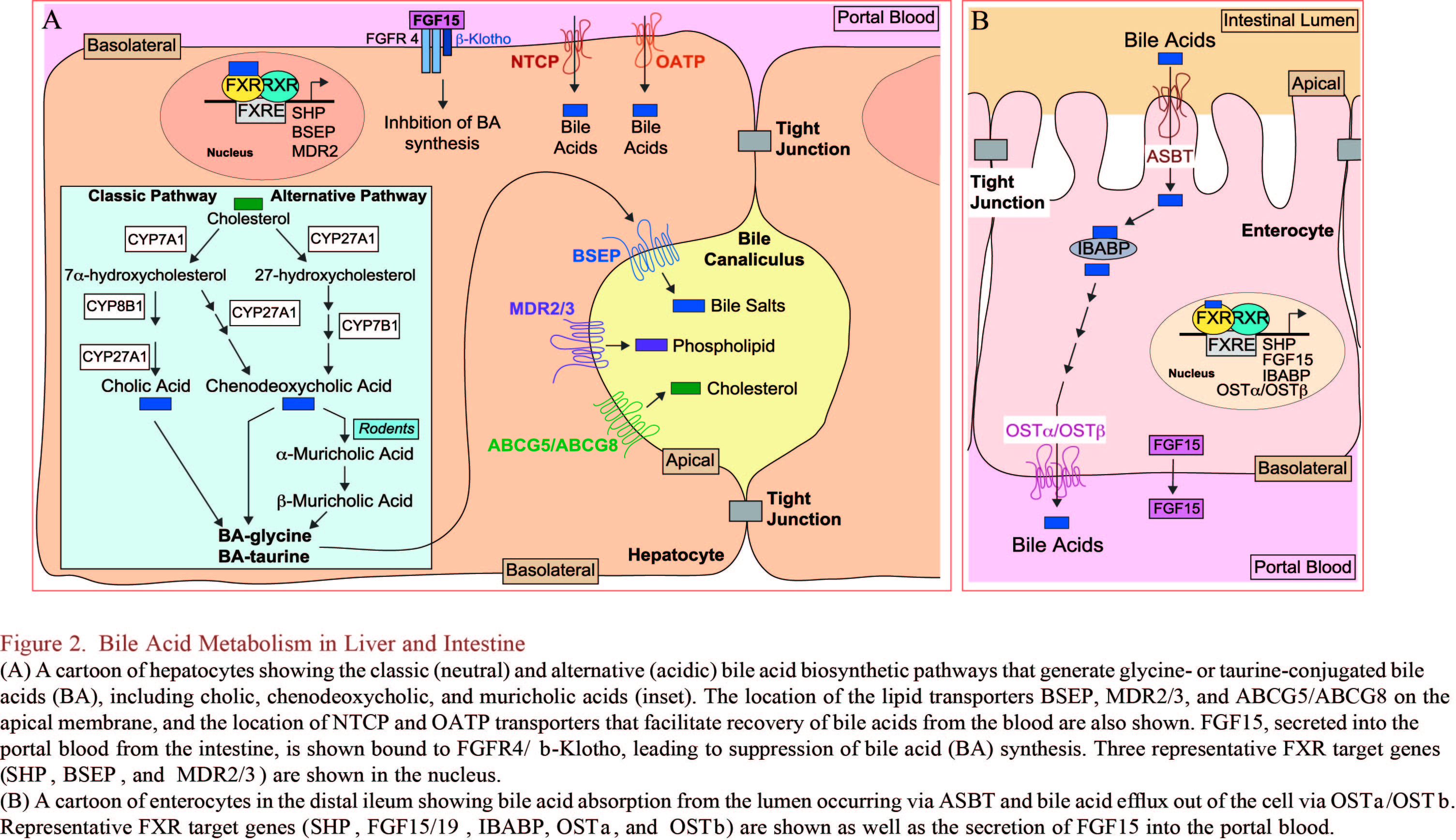 cellmetabolism和cell关系,cellmetabolism影响力