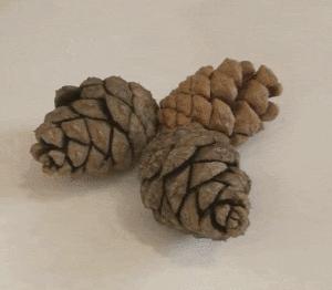 小孩爬山捡松果,带孩子爬山路上捡松果