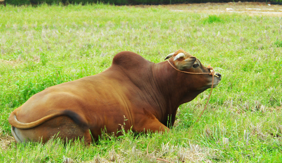 玩家为对抗黄牛囤积抬价，纷纷在二手平台上放出大量原价3060显卡
