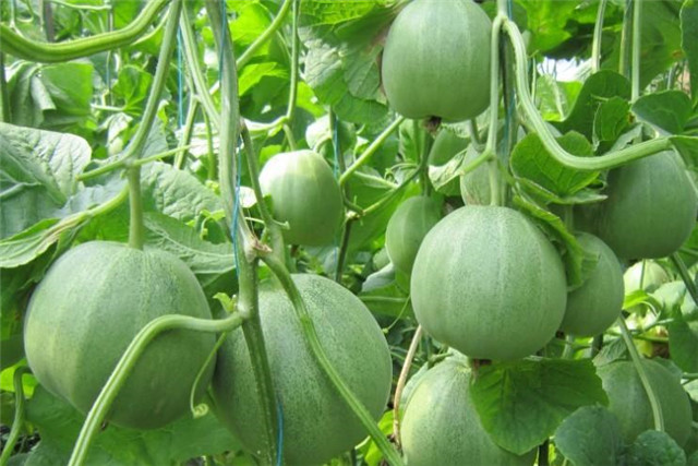 香瓜病虫害怎么防治,香瓜的病虫害防治