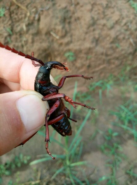 小时候有没有捡到的奇特东西,童年遇到很奇怪的事情