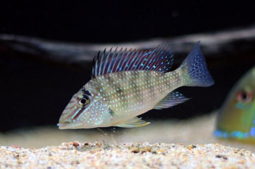 不想清理鱼缸用什么植物,清理鱼缸上的绿藻用什么工具清理