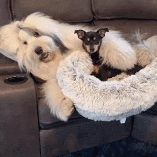 为抢玩具狗子跳起电臀舞！这么搞笑的屁屁可以看一年