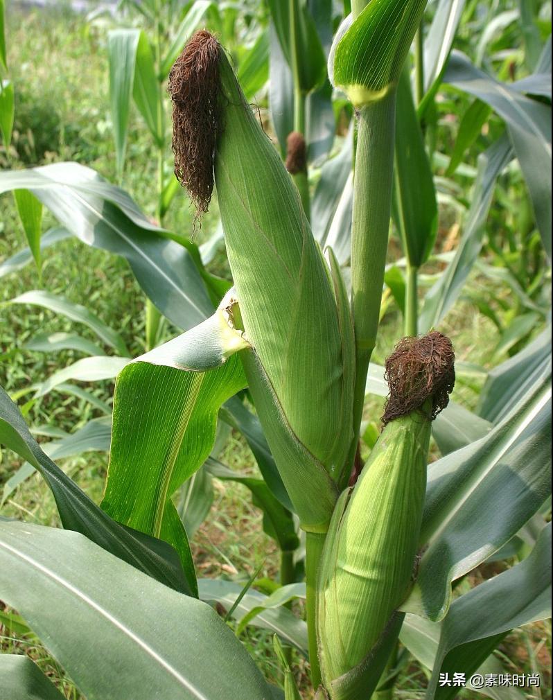 怎样的洗头方式才能让头发变柔顺,头发干枯毛糙自然卷用什么洗头