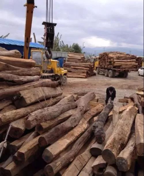 造假花梨的区别与特征,如何辨别缅甸花梨掺假