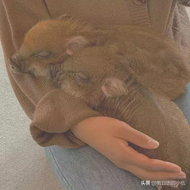 日本咖啡馆小猪馆 (日本首家小猪咖啡店受欢迎)