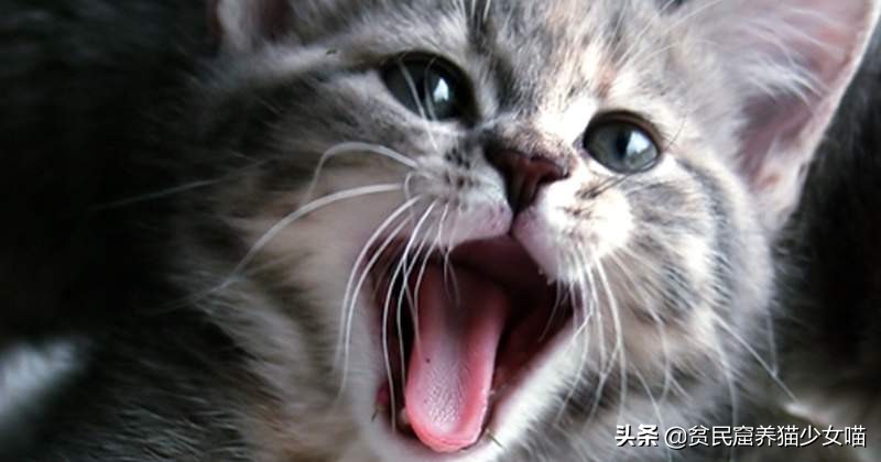 人猫交流真正实现了吗,猫咪交流软件真的有用吗