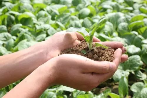 中国有机农业经营,以后中国会普及有机农业吗